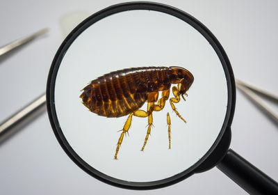 Flea Control Pasadena MD | Expert Flea Exterminator - The Bug Man